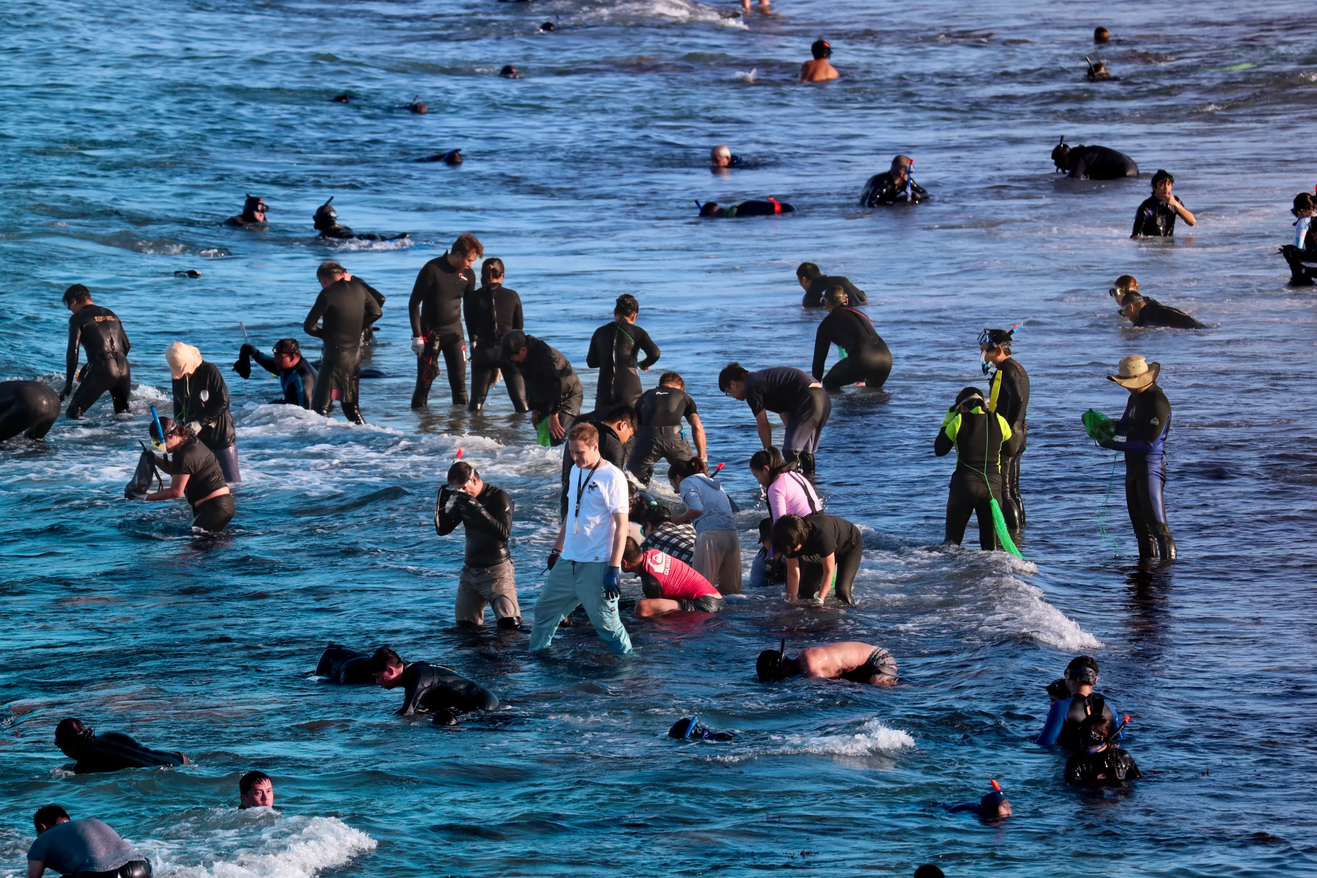 Abalone fishing, North Beach