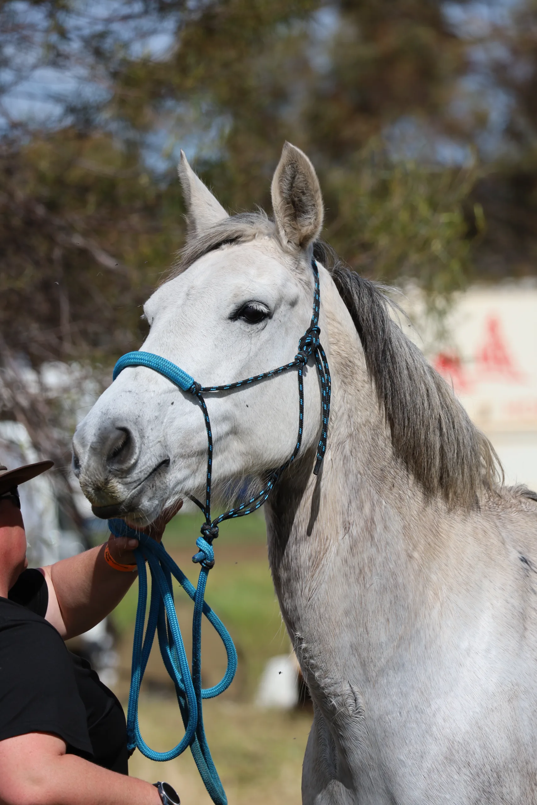 KBR horse event photography