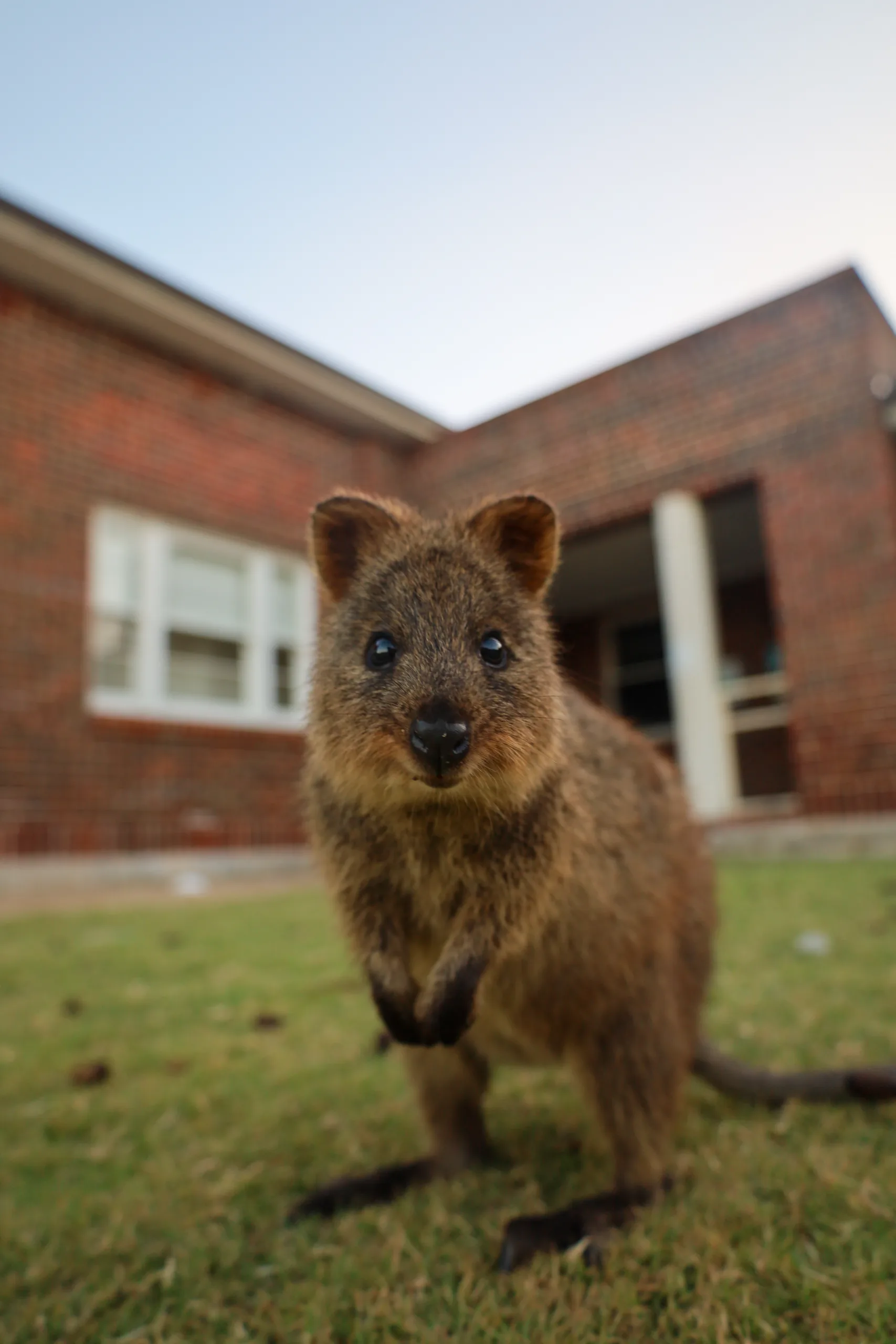 Quokka on Rottnest Island