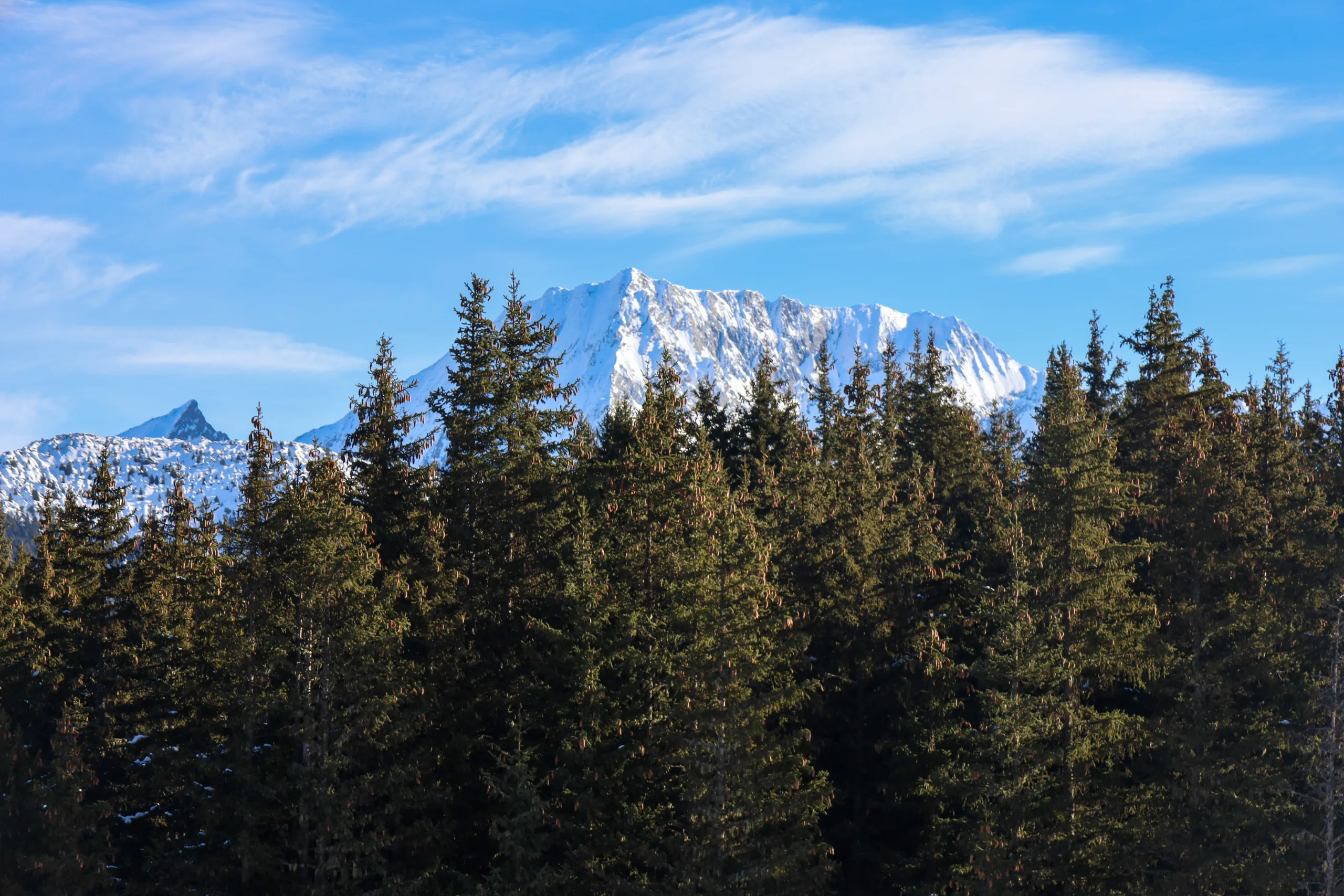 Snowy trees - winter landscape photography